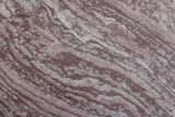 Polished, Neoproterozoic Stromatolite (Conophyton) - Morocco #377231-1